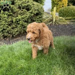 Reeses, Mini Goldendoodle Puppy