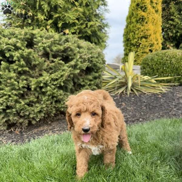 Reeses, Mini Goldendoodle Puppy