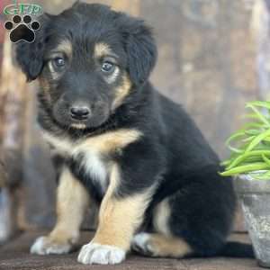 Kaden, English Shepherd Puppy