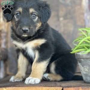 Kaden, English Shepherd Puppy
