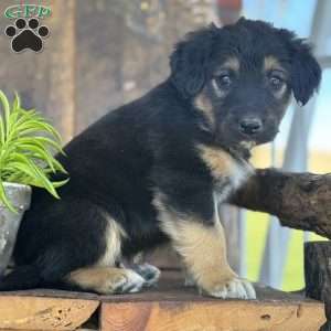 Kaden, English Shepherd Puppy