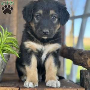 Kaden, English Shepherd Puppy