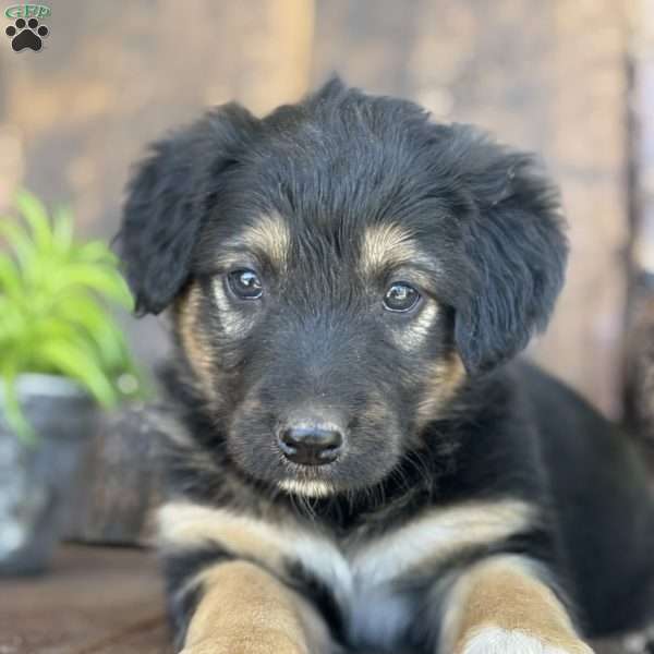 Kaden, English Shepherd Puppy