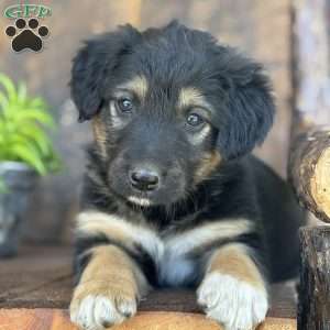 Kaden, English Shepherd Puppy