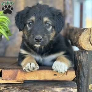 Kaden, English Shepherd Puppy