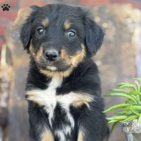 Kyle, English Shepherd Puppy