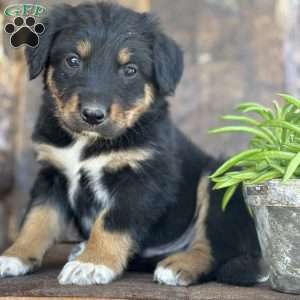 Kyle, English Shepherd Puppy