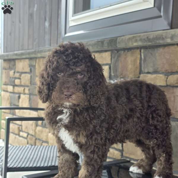 Willow, Newfypoo Puppy