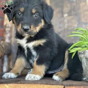 Kyle, English Shepherd Puppy
