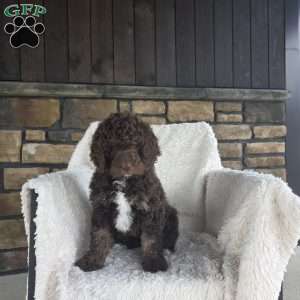 Willow, Newfypoo Puppy