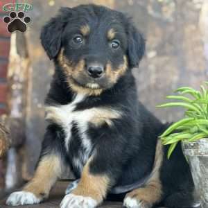Kyle, English Shepherd Puppy