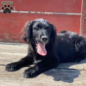 Bella, Bernese Golden Mountain Dog Puppy