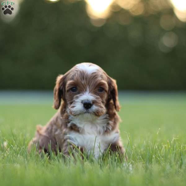 Joey, Cavapoo Puppy