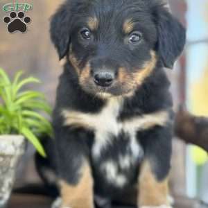 Kyle, English Shepherd Puppy