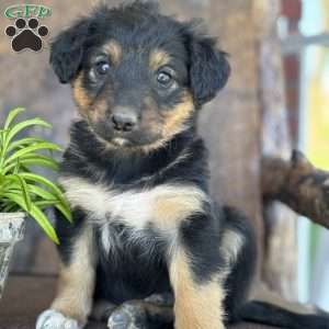 Kory, English Shepherd Puppy