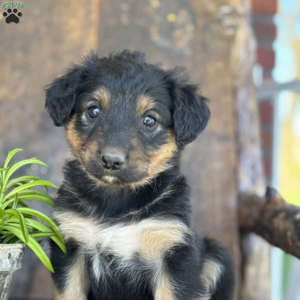 Kory, English Shepherd Puppy