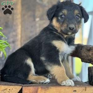 Kory, English Shepherd Puppy