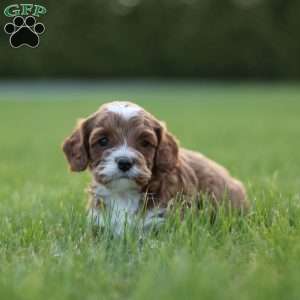 Joey, Cavapoo Puppy
