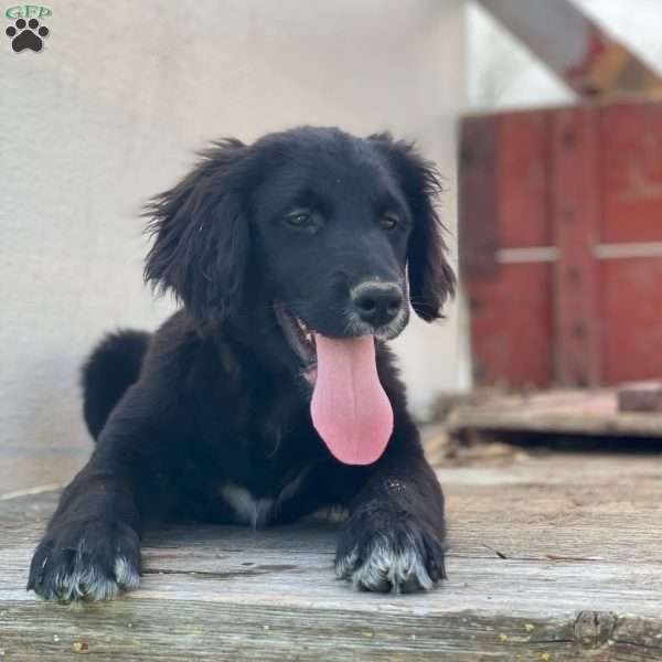 Bella, Bernese Golden Mountain Dog Puppy