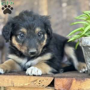 Kory, English Shepherd Puppy