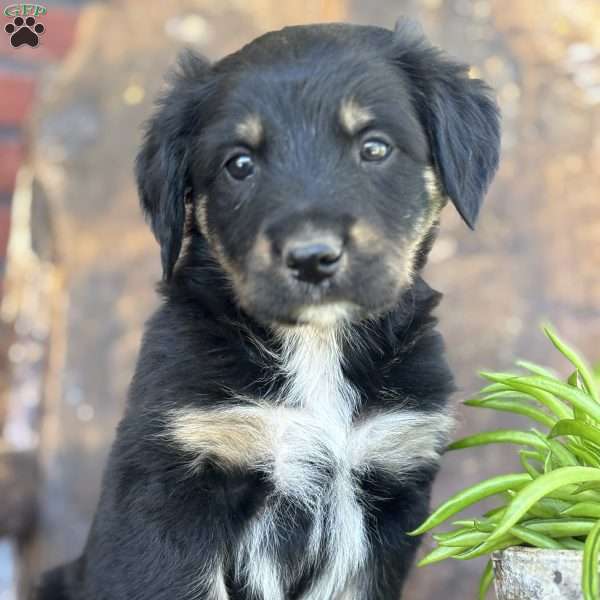 Keita, English Shepherd Puppy