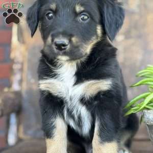 Keita, English Shepherd Puppy