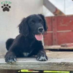 Bella, Bernese Golden Mountain Dog Puppy