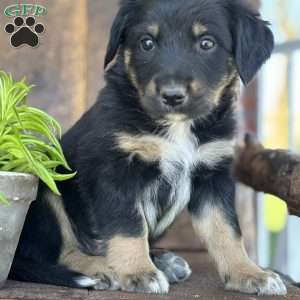 Keita, English Shepherd Puppy
