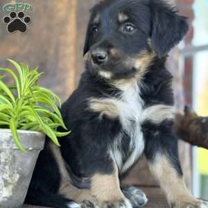 Keita, English Shepherd Puppy