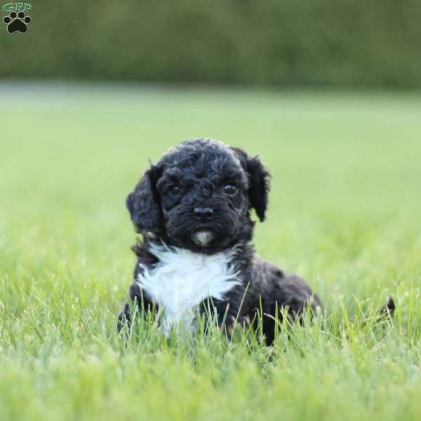 Charlie, Cavapoo Puppy