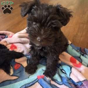 Ace, Miniature Schnauzer Puppy