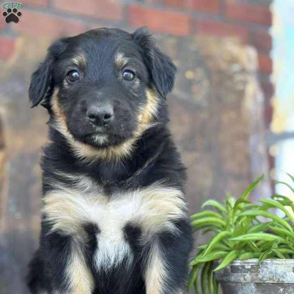 Karl, English Shepherd Puppy