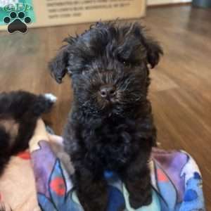 Ace, Miniature Schnauzer Puppy