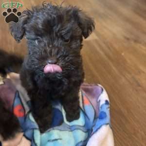 Ace, Miniature Schnauzer Puppy