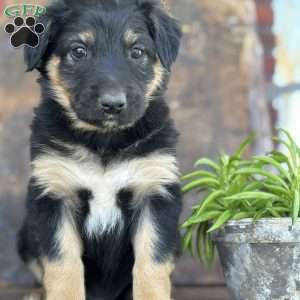 Karl, English Shepherd Puppy
