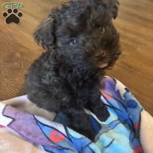 Ace, Miniature Schnauzer Puppy