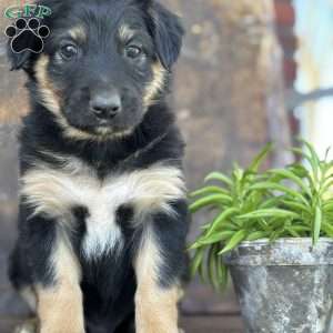 Karl, English Shepherd Puppy