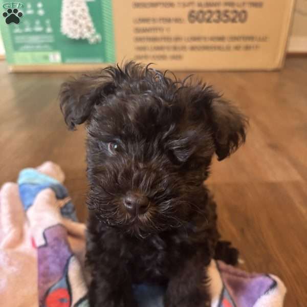 Ace, Miniature Schnauzer Puppy