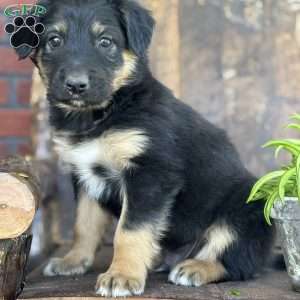 Karl, English Shepherd Puppy