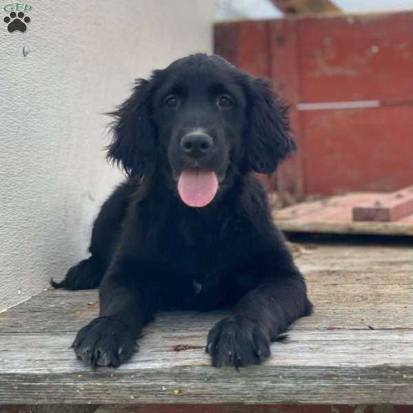 Max, Bernese Golden Mountain Dog Puppy