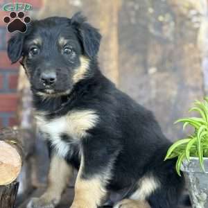Karl, English Shepherd Puppy