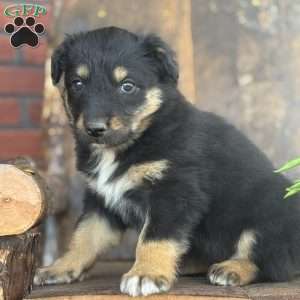 Kember, English Shepherd Puppy