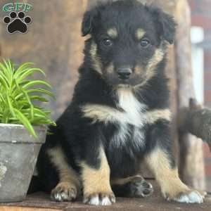 Kember, English Shepherd Puppy