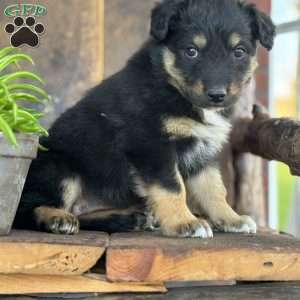 Kember, English Shepherd Puppy