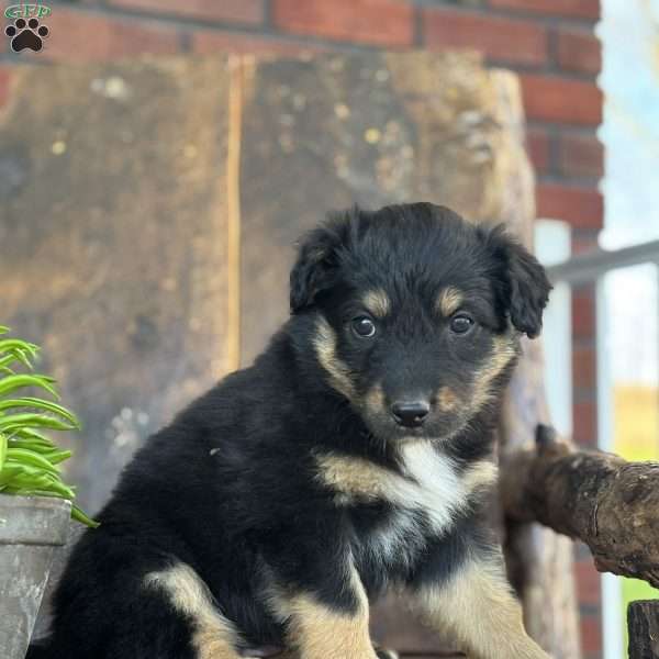 Kember, English Shepherd Puppy