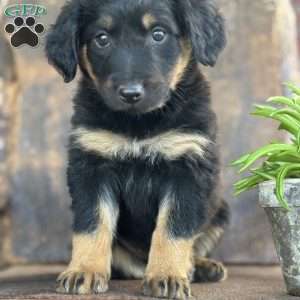 Kristal, English Shepherd Puppy