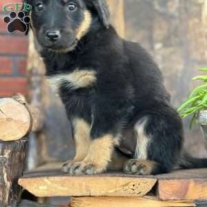 Kristal, English Shepherd Puppy