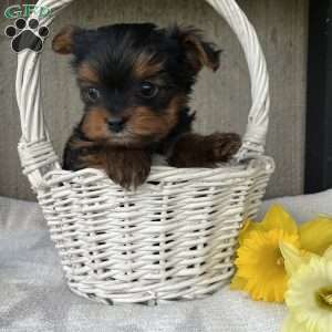 Lucky, Yorkie Puppy