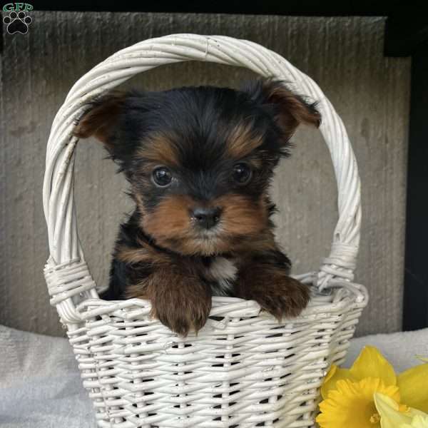 Lucky, Yorkie Puppy