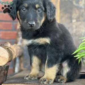 Kristal, English Shepherd Puppy